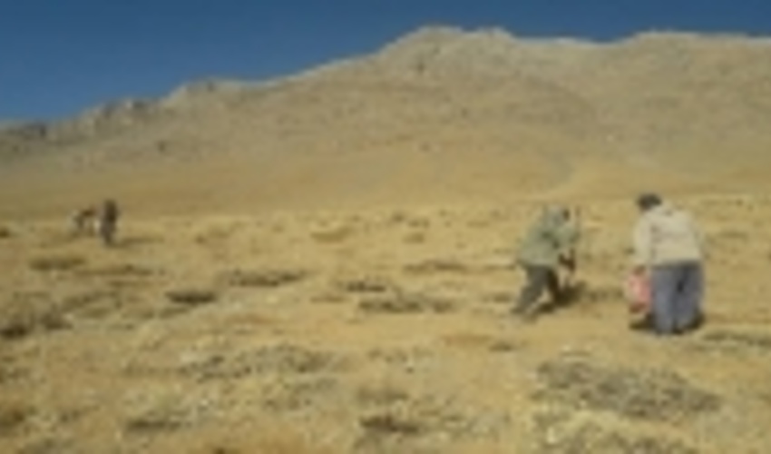 کرمان/جنگل کاری ۳۰۰ هکتار از اراضی ملی در بردسیر 