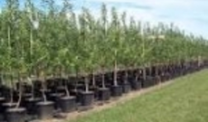 ایجاد پارک جنگلی 120هکتاری در شهرستان درگزین