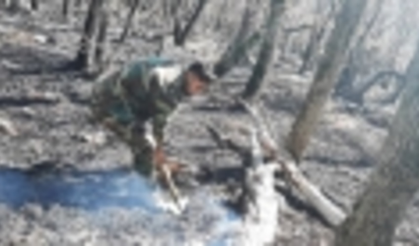 حریق در "توسکستان" گلستان مهار شد 