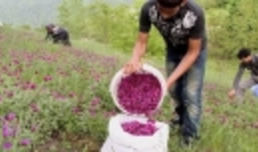 البرز/مدیریت و بهره برداری از مراتع با تکیه بر تولید گیاهان دارویی