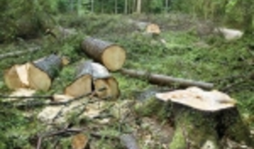 بهره برداری چوبی از جنگل های شمال خط قرمز سازمان جنگل هاست