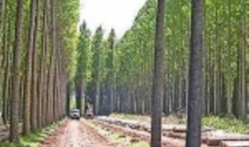 طرح زراعت چوب در آذربایجان‌ غربی اجرا می‌شود