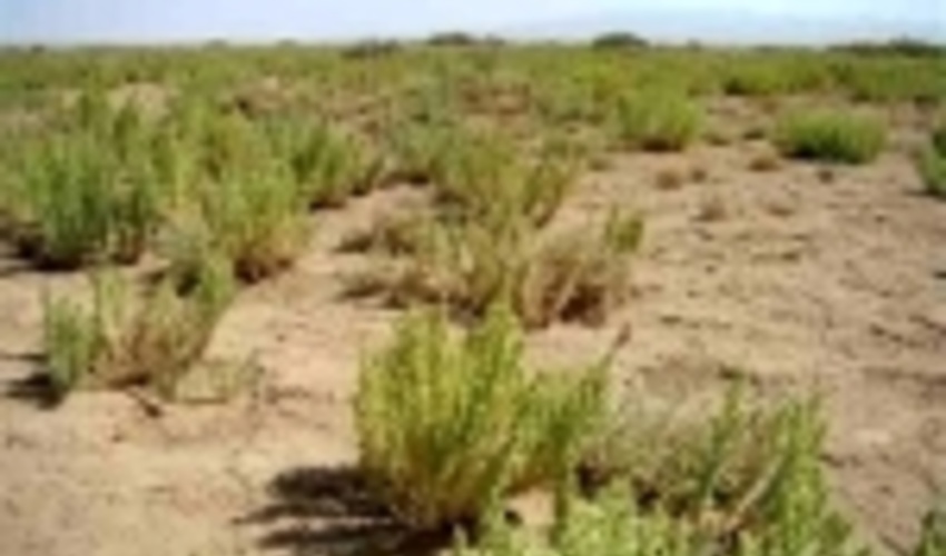 چرای پائیزه در مراتع قشلاقی ورامین تا پایان آذرماه ادامه دارد