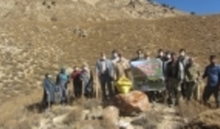 سمنان/ 375 هکتار از مراتع ییلاقی آرادان زیر کشت گیاهان دارویی است