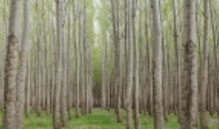 خراسان شمالی/گسترش زراعت چوب با ارائه تسهیلات