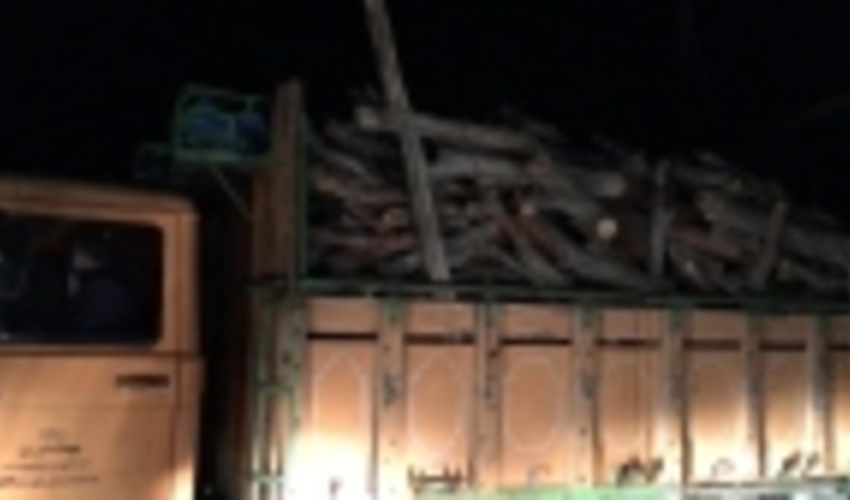 کشف محموله بزرگ چوب آلات قاچاق جنگلی در یکی از باغات اطراف شیراز