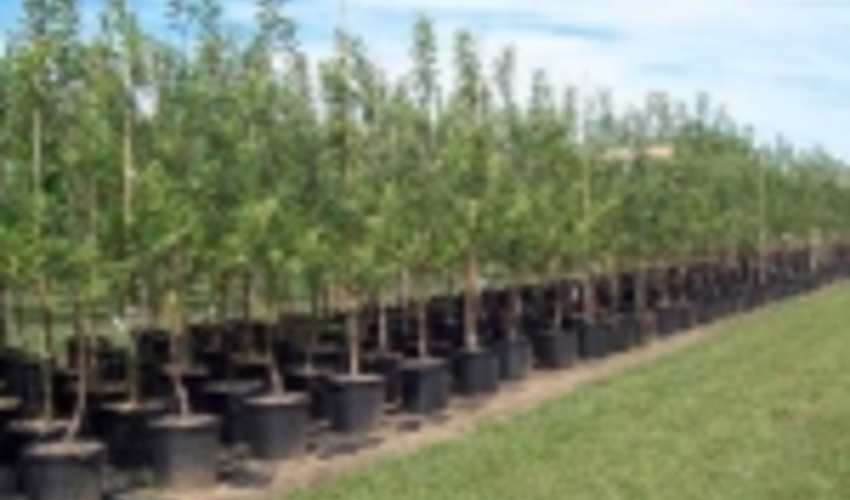 تولید سالیانه یک میلیون اصله نهال در شهرستان دهلران 