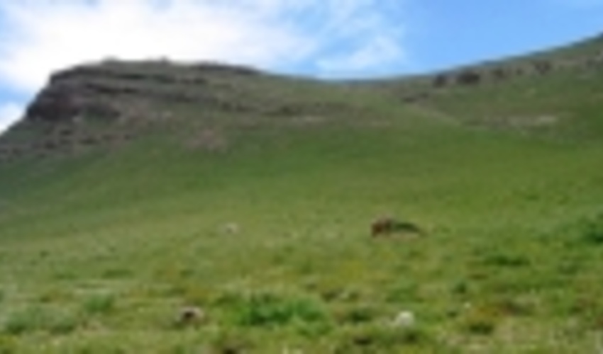 اختصاص 30 میلیارد ریال اعتبار صندوق توسعه ملی به مراتع کرمان