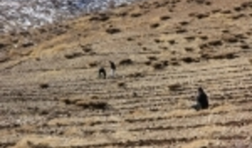 کشت گیاهان دارویی در ۲۵۰۰ هکتار از مراتع چهارمحال و بختیاری آغاز شد