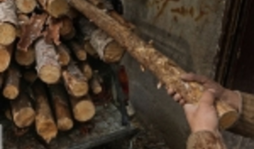 مدیرکل منابع طبیعی البرز: عرصه بر قاچاقچیان چوب تنگ می شود