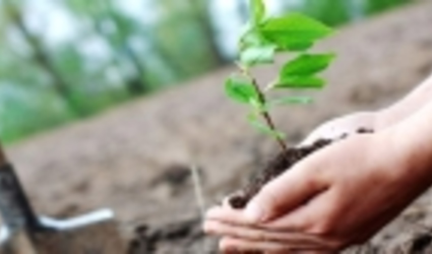 غرس نهال به یاد شهید فخری زاده و شهدای سلامت در جنوب کرمان 