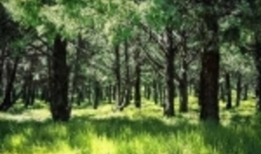 2300 هکتار از پارک های جنگلی شمال تهران به شهرداری ها احاله مدیریت می شود