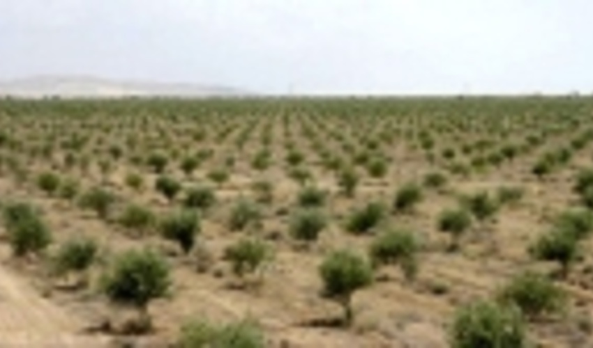 اجرای ۶هزار و ۸۸۰ هکتار جنگل کاری اقتصادی در کرمانشاه 