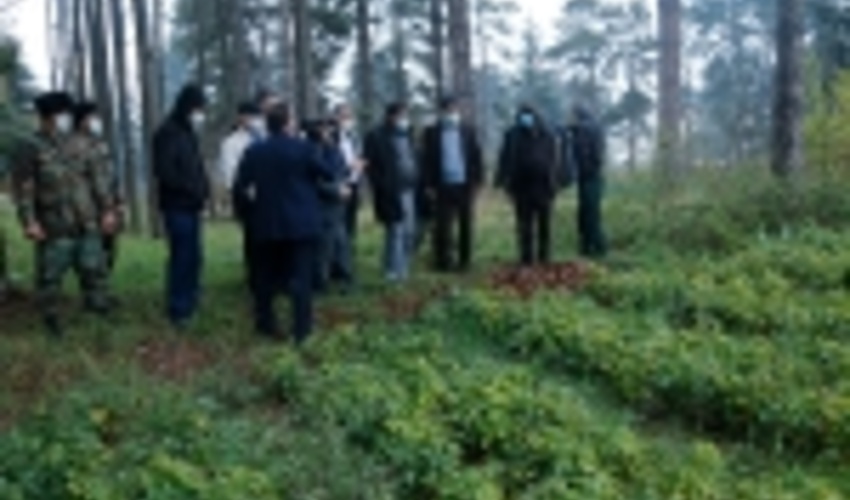 تولید 700 هزار اصله نهال جنگلی در نهالستان کلاردشت