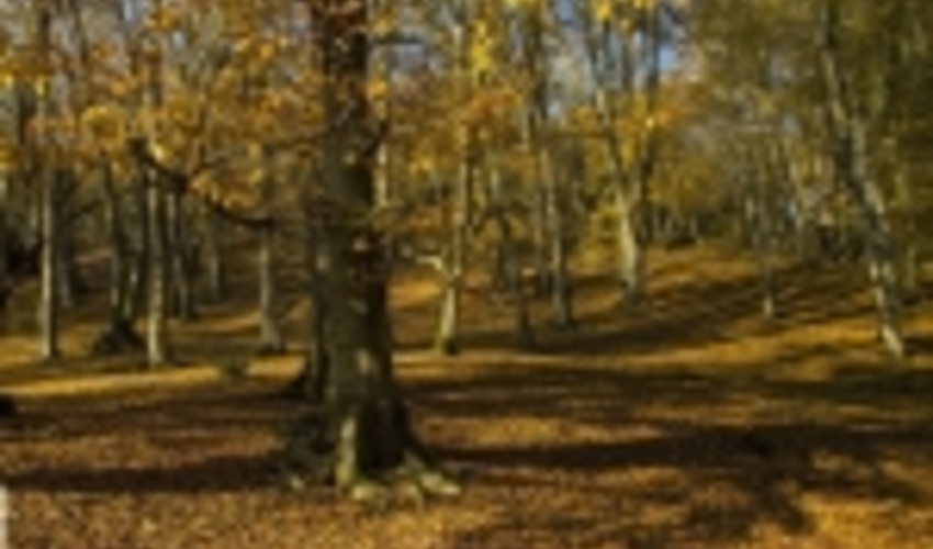 تقویت پوشش گیاهی سه هزار و ۵۰۰ هکتار از اراضی جنگلی گیلان