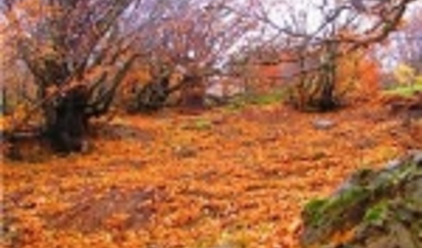 یک قدم مانده که پاییز به یغما برود