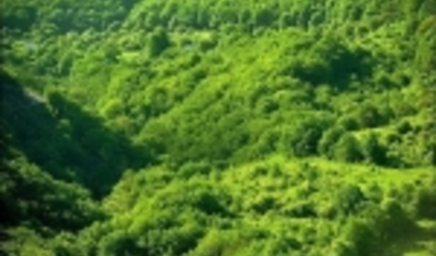 The Forests of Northern Iran save 3.6 Billion Cubic Meters of Water Annually