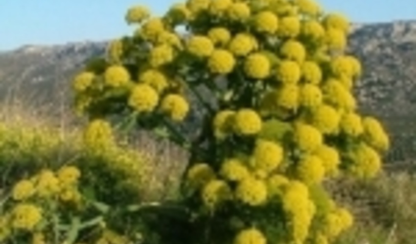 برداشت ۳ تن باریجه از سطح مراتع خراسان شمالی