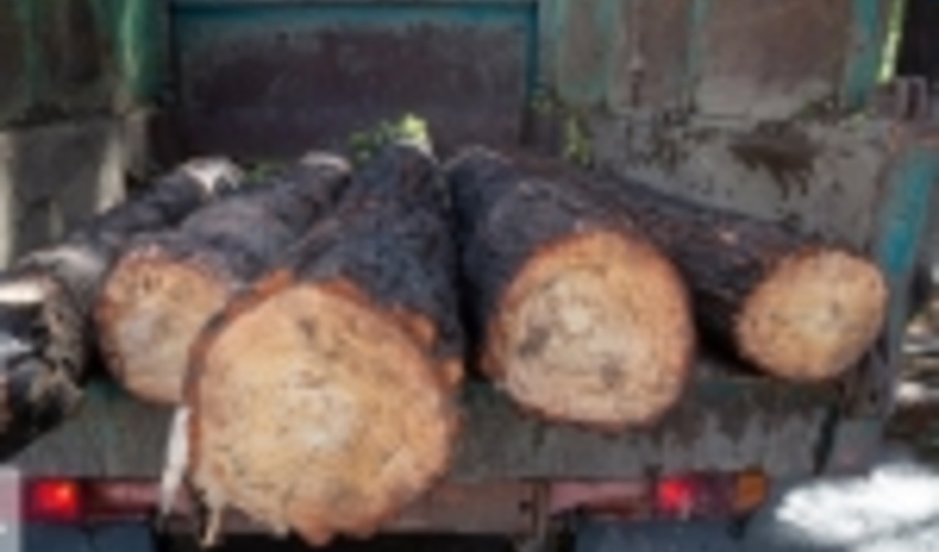 افزایش جریمه قاچاق چوب در کهگیلویه و بویراحمد 