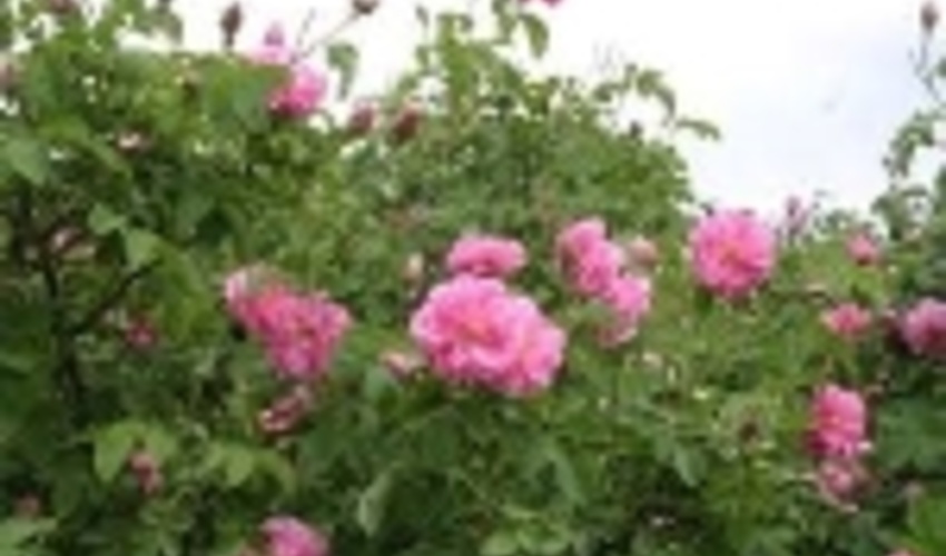 اهمیت حیاتی توسعه گیاهان دارویی