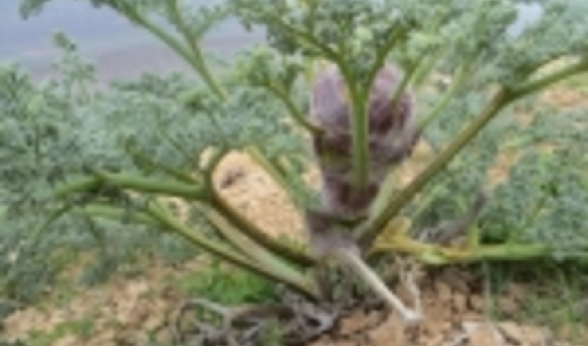 گیاه باریجه در ۲ هزار و ۲۰۰ هکتار از اراضی طبیعی استان مرکزی کشت شد