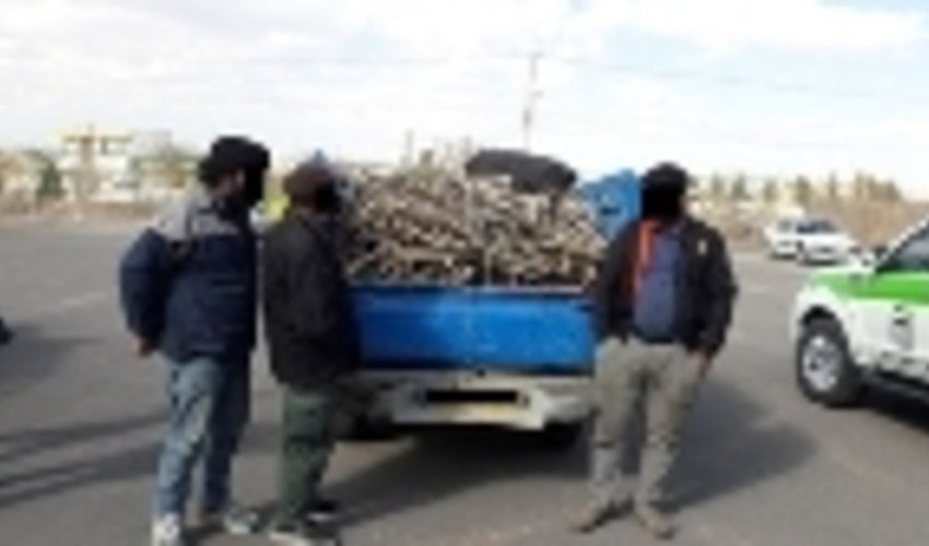  دست عاملین قطع درختچه های ممنوع القطع تاغ در گناباد رو شد