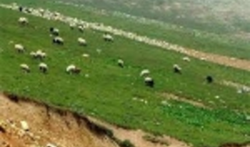   ۲۰ درصد پروانه های چرای دام در مراتع چهارمحال و بختیاری تمدید نشده است