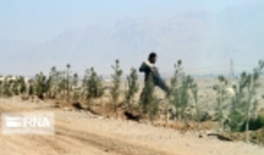 بازدید مدیرکل دفتر امور بیابان از نهالکاری 4200 هکتاری مناطق بیابانی جنوب کرمان 