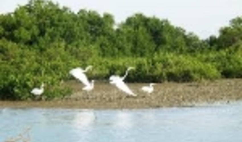 طرح های عمرانی و تولیدی در مجاورت جنگل های حرا باید تاییدیه زیست محیطی داشته باشند