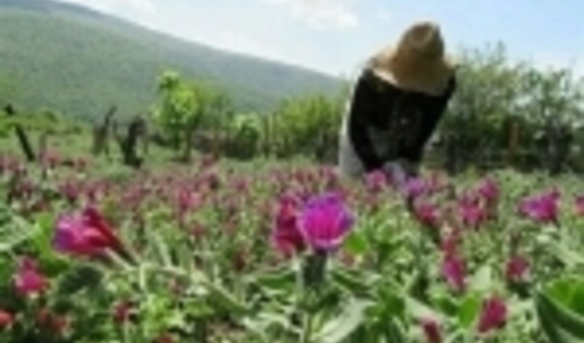 طرح توسعه گیاهان دارویی در ۲ هزار هکتار اراضی خراسان شمالی اجرا شد