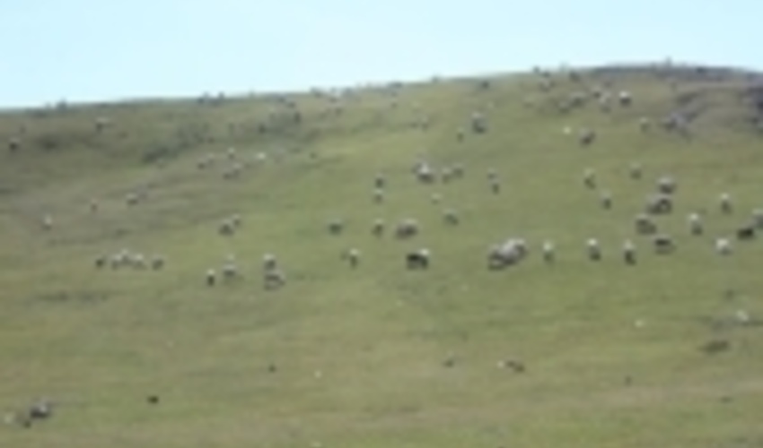 خراسان رضوی/بیش از ۲ هزار هکتار از مراتع قوچان بیمه شد