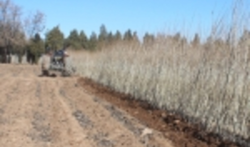 یک میلیون و ۳۰۰ هزار اصله نهال در استان مرکزی آماده توزیع است