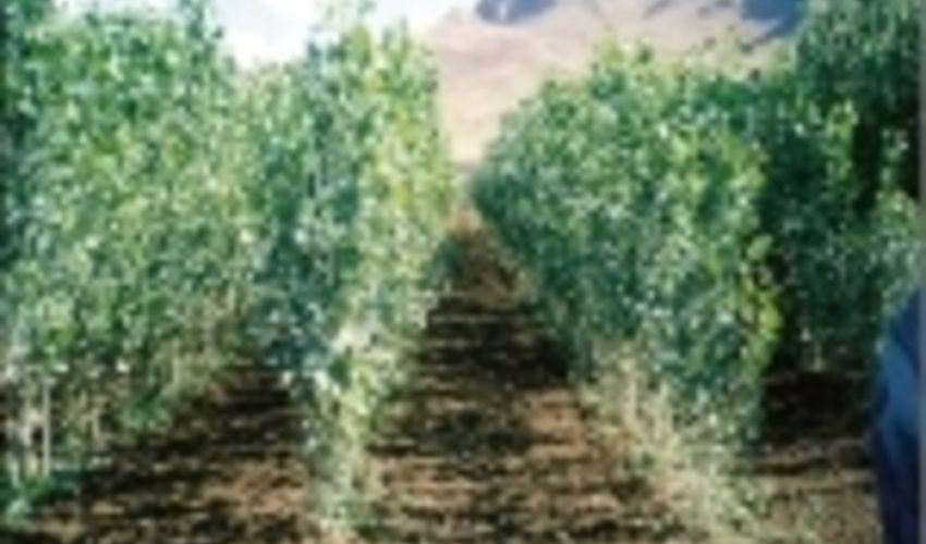 900 هزار اصله نهال در کردستان غرس می‌شود