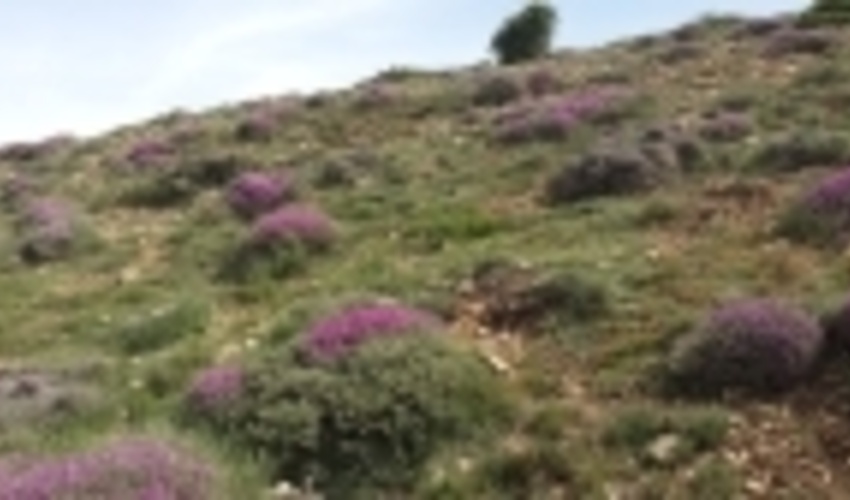 عملیات احیای اکوسیستم های مرتعی استان سمنان در سطح 2040 هکتار اجرا شد