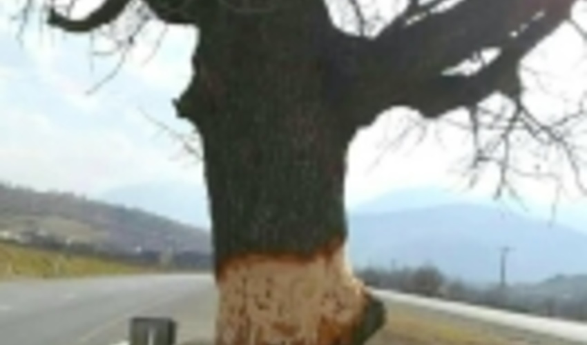 لرستان/عامل آسیب به درخت 450 ساله «ویردار» دستگیر شد