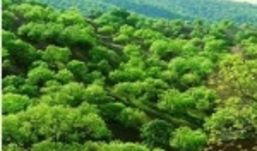 پرونده واگذاری جنگل «واز » در دست بررسی 