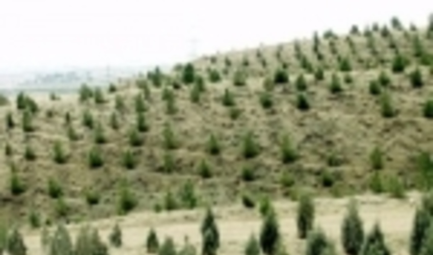 ۴۰۰ هزار اصله نهال در شاهرود تولید شد
