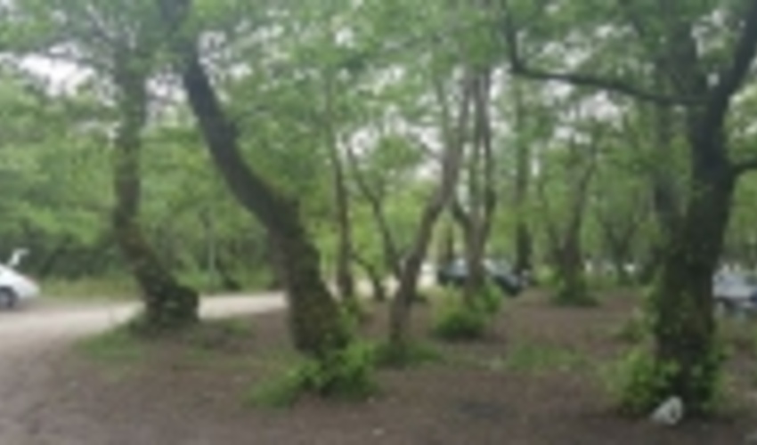 ۲۲۷ درخت خطرساز در پارک‌های جنگلی گلستان قطع شد