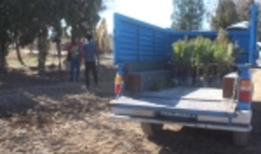 120هزار اصله نهال در شازند آماده توزیع است