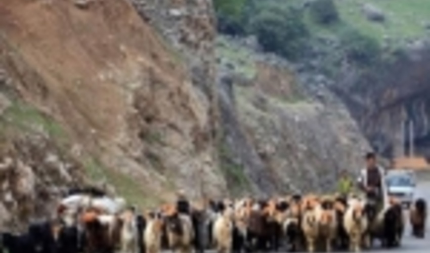 ممنوع بودن کوچ زود عشایر به مراتع لرستان