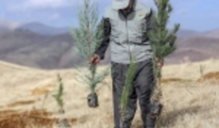 بیش از ۵۵۰ هزار نهال در کرمانشاه کاشته می‌شود