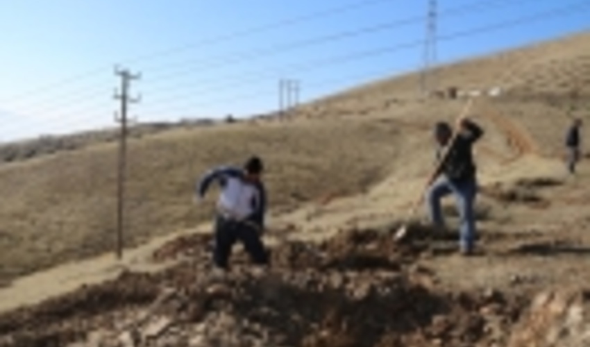 به مناسبت هفته منابع طبیعی؛ ۲۱ هزار اصله نهال رایگان در جنوب کرمان توزیع می‌شود