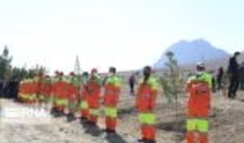 ۶۰۰ هزار اصله نهال در اصفهان توزیع می‌شود