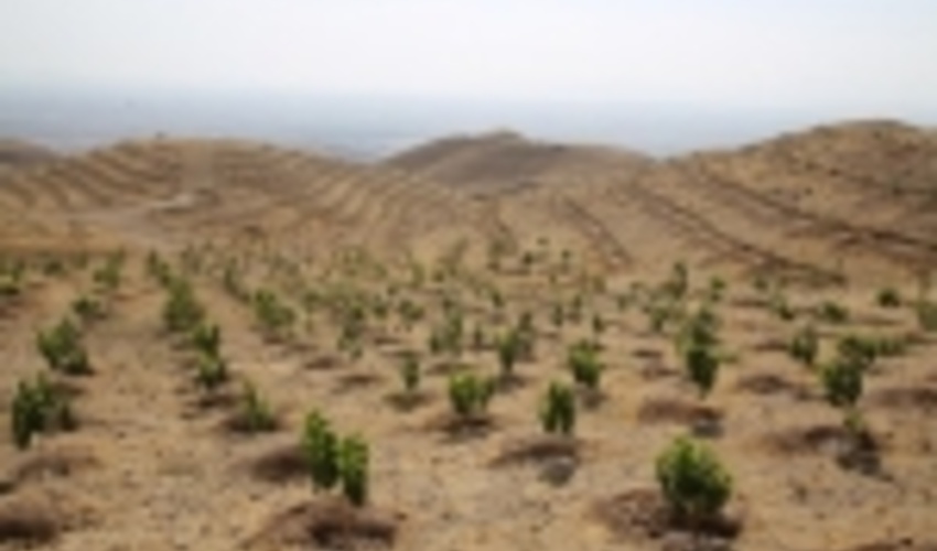 غرس ۲۰ میلیون اصله نهال در پنج ناحیه رویشی جنگلی کشور