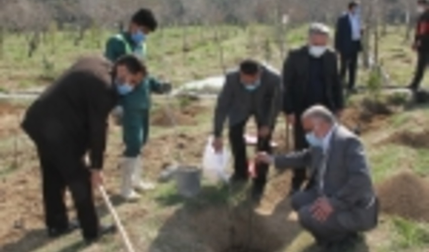 کاشت درخت مهم است اما نگهداری و مراقبت از آن مهمتر!