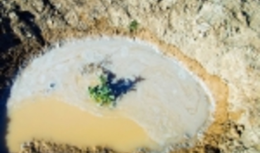 90 هزار نهال در بیابان‌های شرق اصفهان کاشته شد