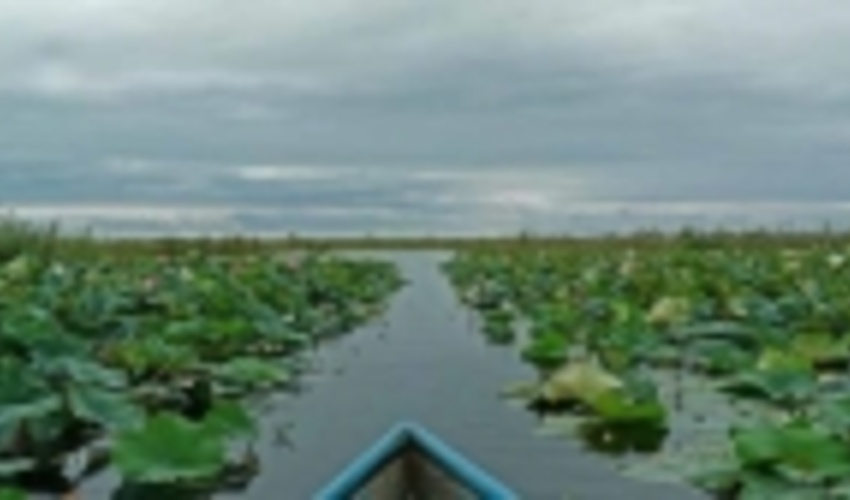Anzali Wetland Remains Under the Authority of FRWO