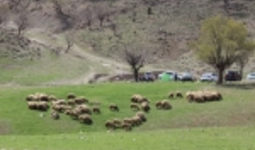 اجرای طرح‌های مرتعداری در اصفهان ۳.۵ برابر افزایش یافت