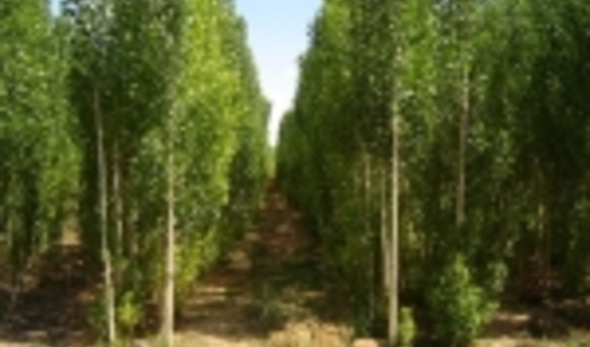 پیش بینی ۱۰۰ هزار هکتار زراعت چوب طی ۶ سال در ناحیه رویشی زاگرس