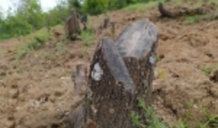 کردستان/ حکم مجازات متصرفان منابع طبیعی مریوان صادر شد 